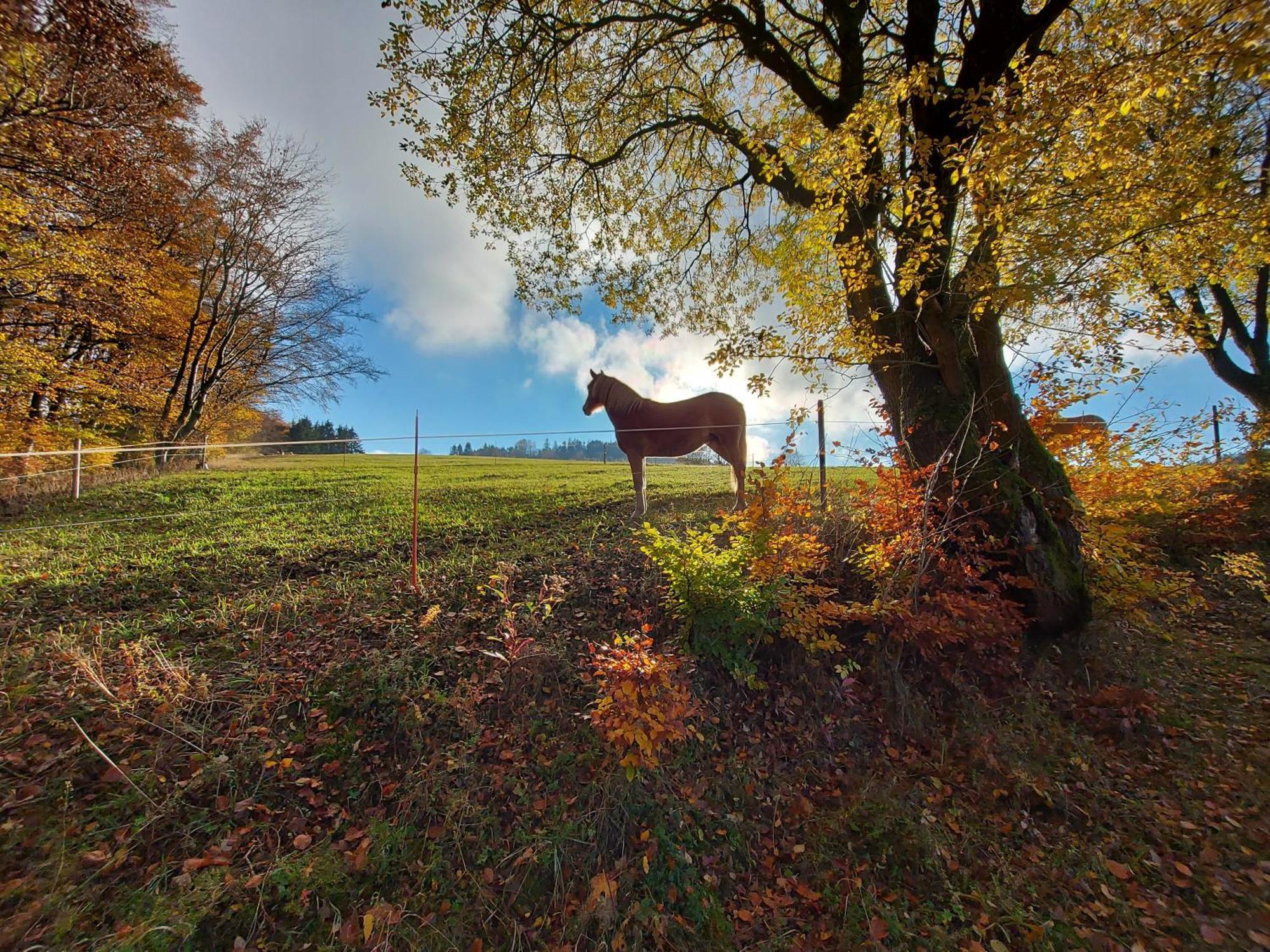 Panoramablick Willingen Schwalefeld Willingen (Upland) Exterior foto